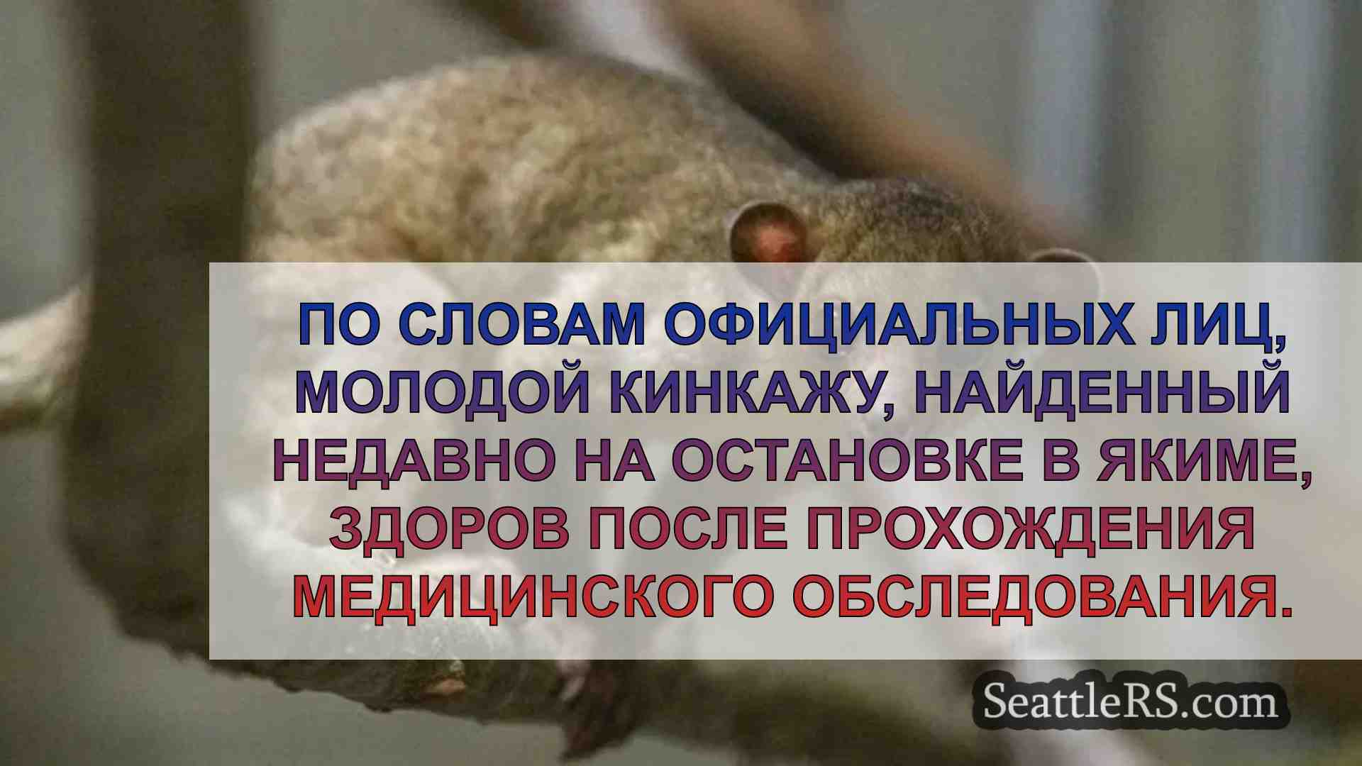 Спасенный кинкажу в полном порядке