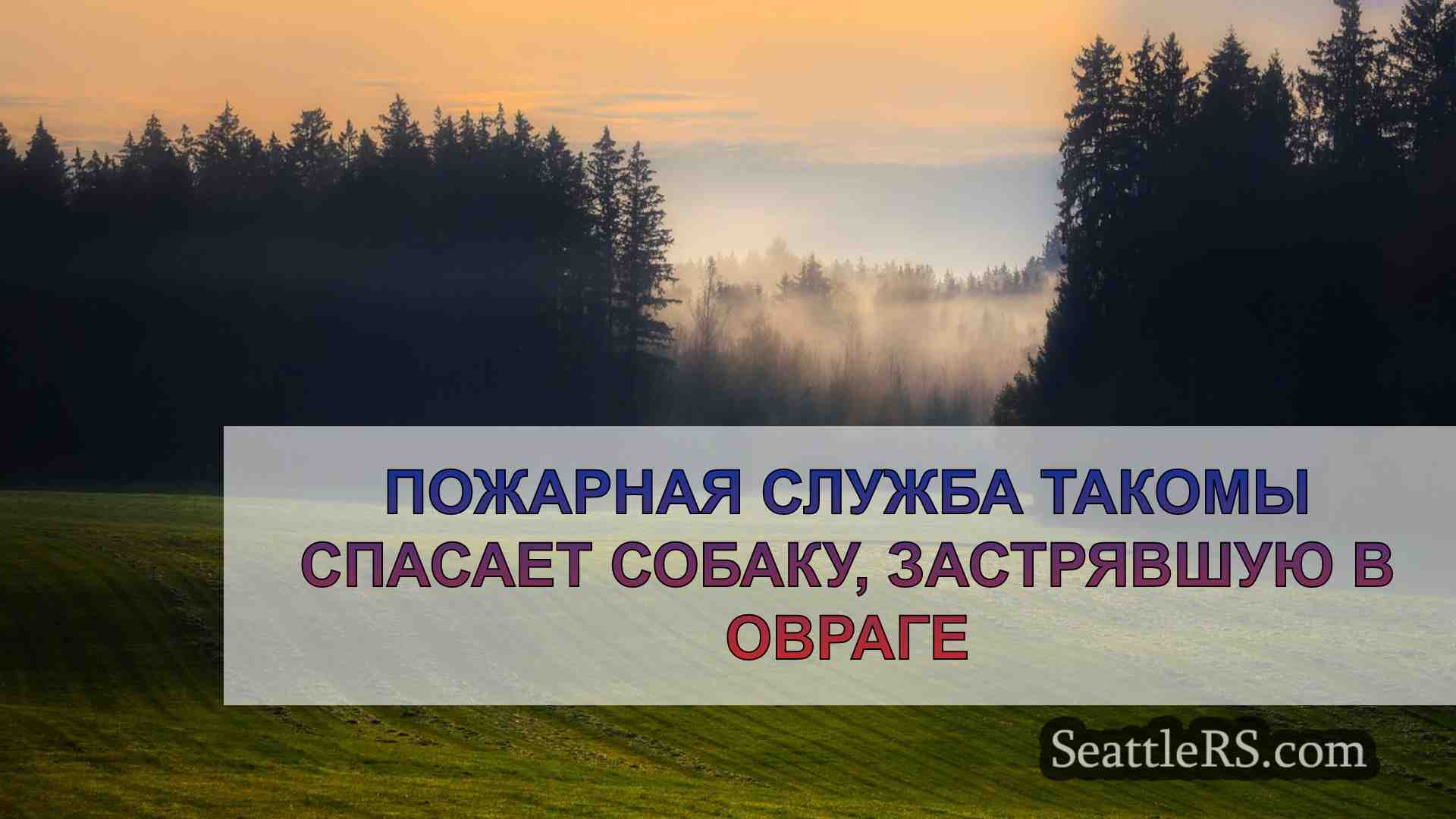 Пожарная служба Такомы спасает собаку,