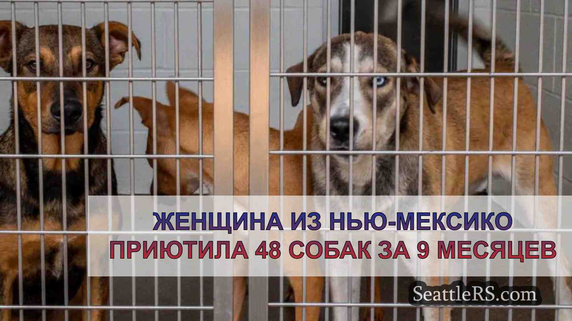 Женщина из Нью-Мексико приютила 48