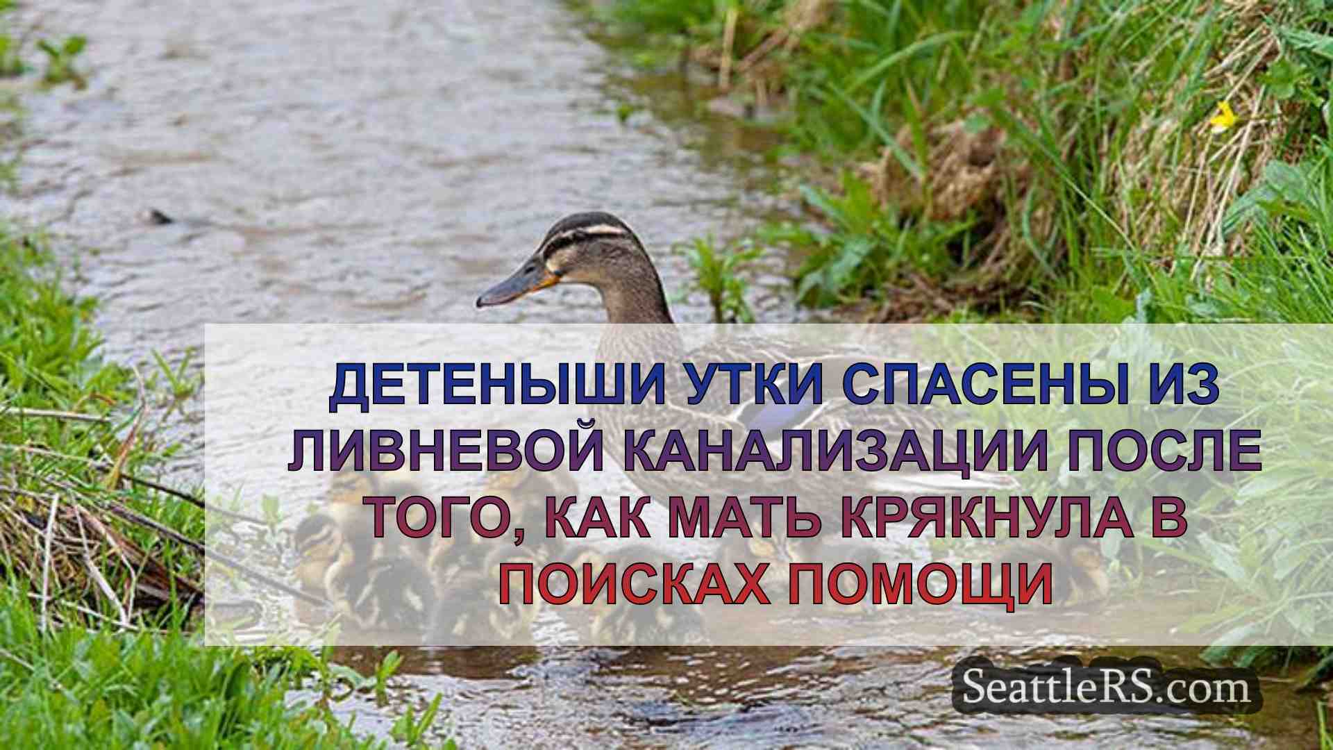 Детеныши утки спасены из ливневой