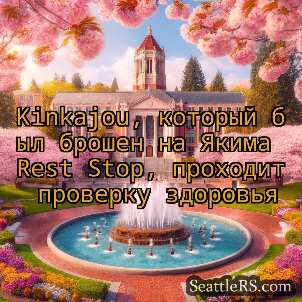 Сиэтл новости Kinkajou, который был брошен на