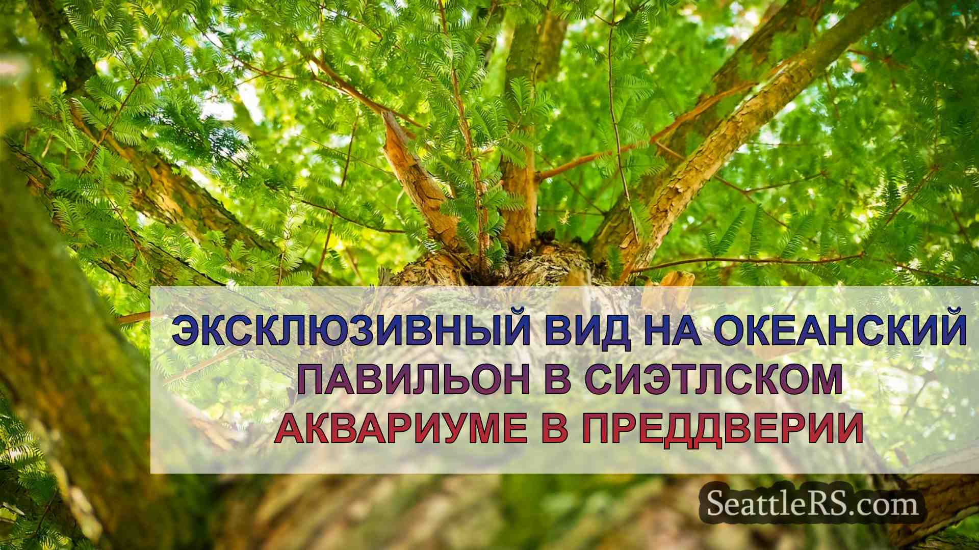 Новости Сиэтла SeattleRS