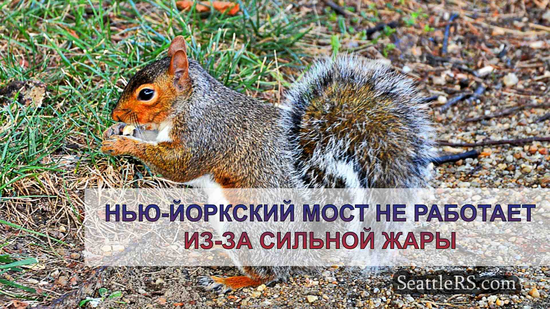 Новости Сиэтла SeattleRS