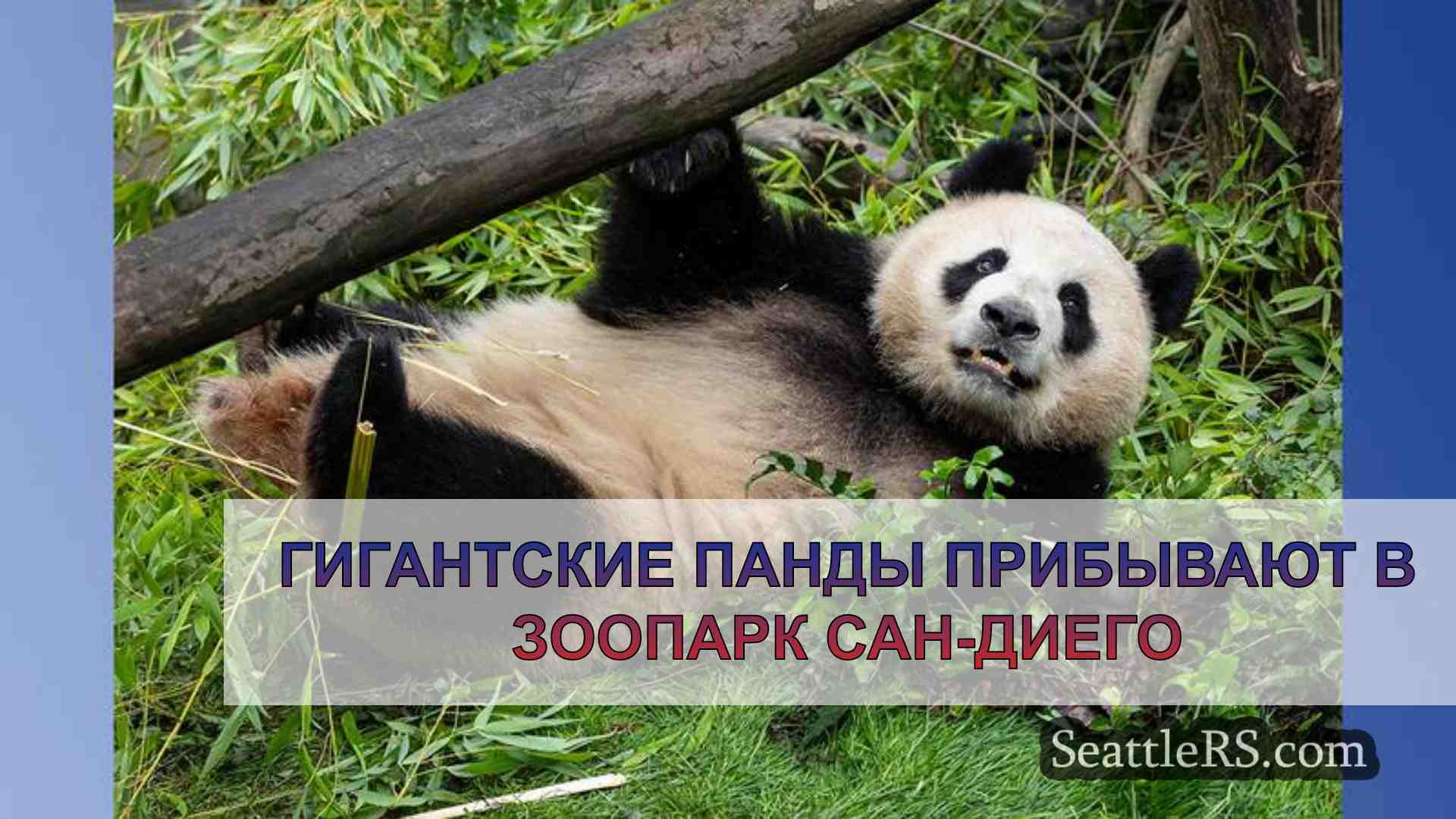 Гигантские панды прибывают в зоопарк