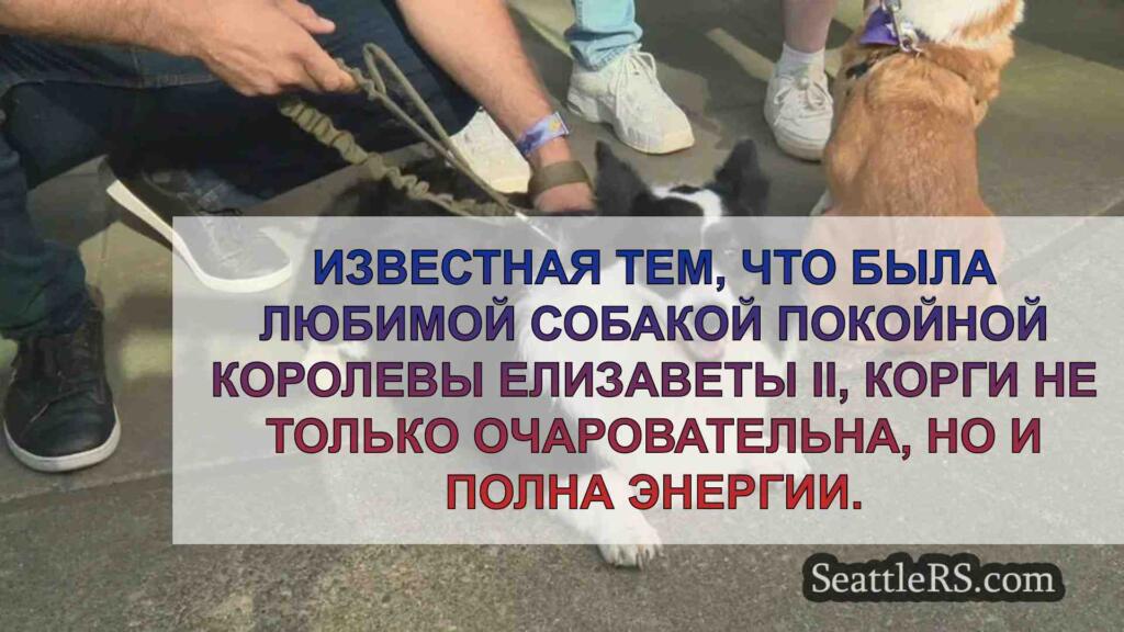 Корги будут участвовать в скачках в