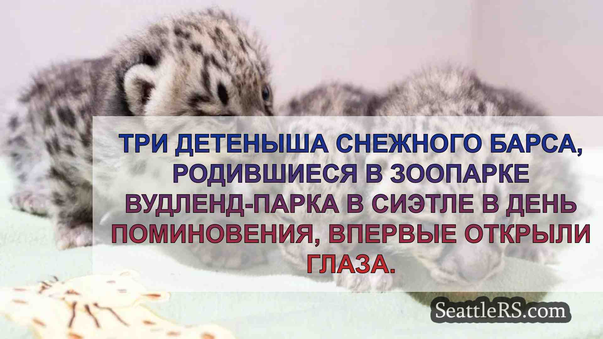 Детеныши снежного барса в зоопарке