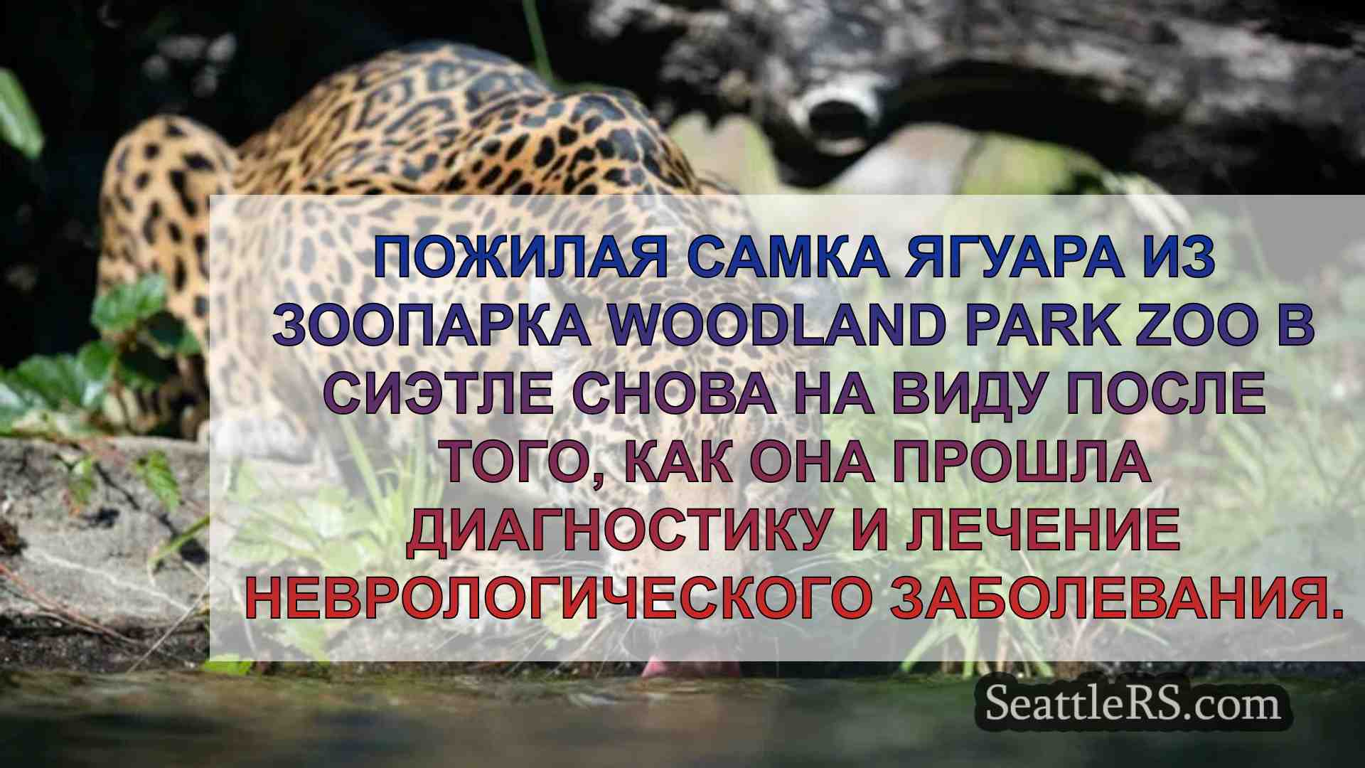 Пожилой ягуар из зоопарка Вудленд-Парк