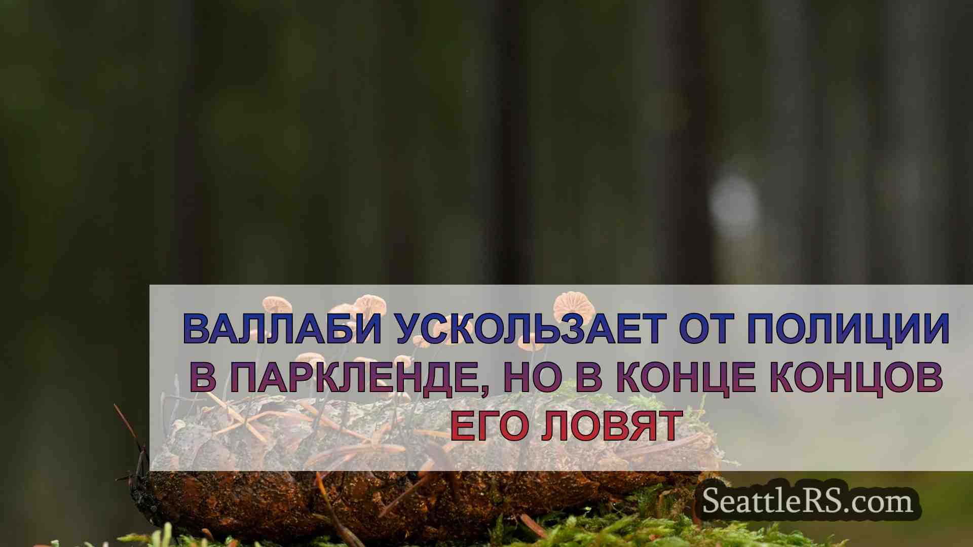 Новости Сиэтла SeattleRS