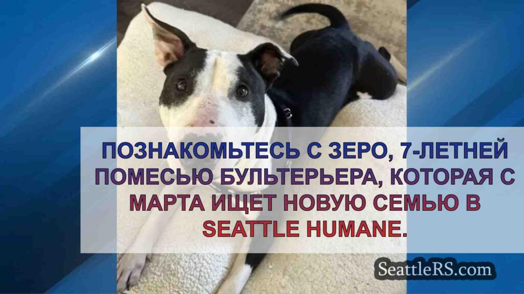 Питомец недели: Познакомьтесь с Зеро,