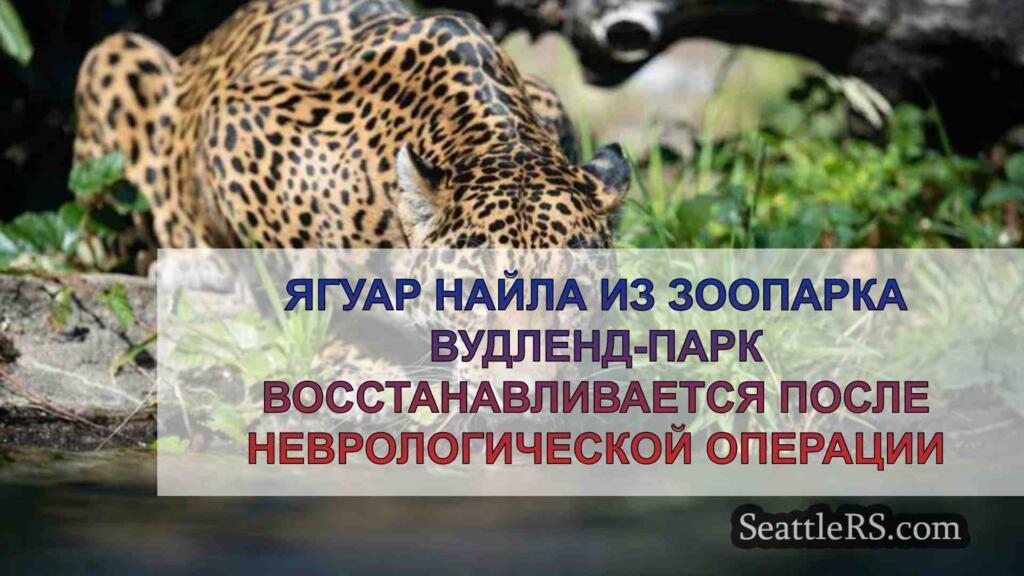 Ягуар Найла в зоопарке Вудленд-Парк