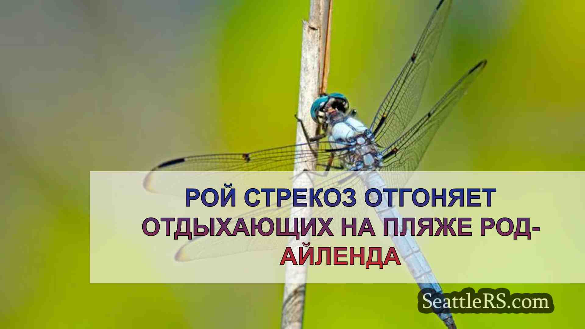 Рой стрекоз отгоняет отдыхающих на