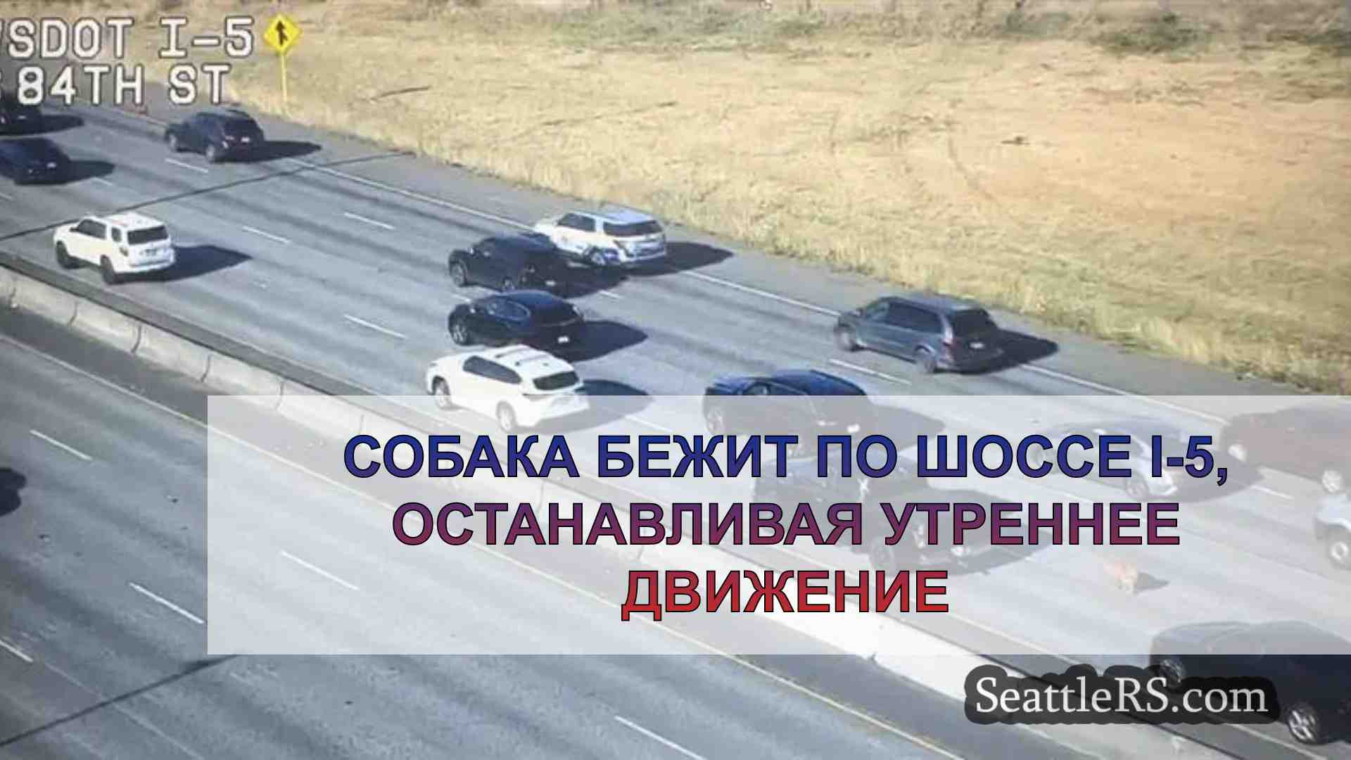 Собака бежит по шоссе I-5, останавливая
