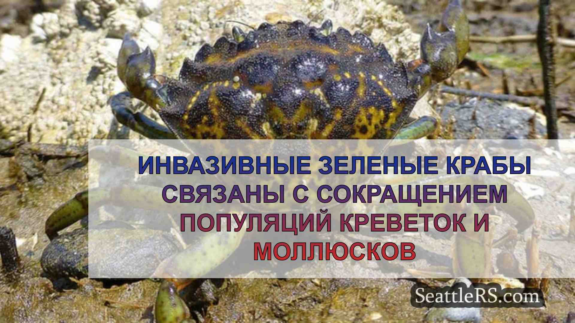 Инвазивные зеленые крабы связаны с