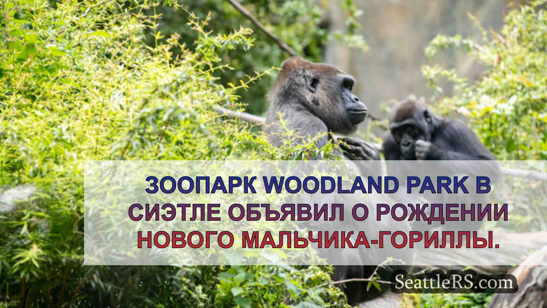 Новости Сиэтла SeattleRS