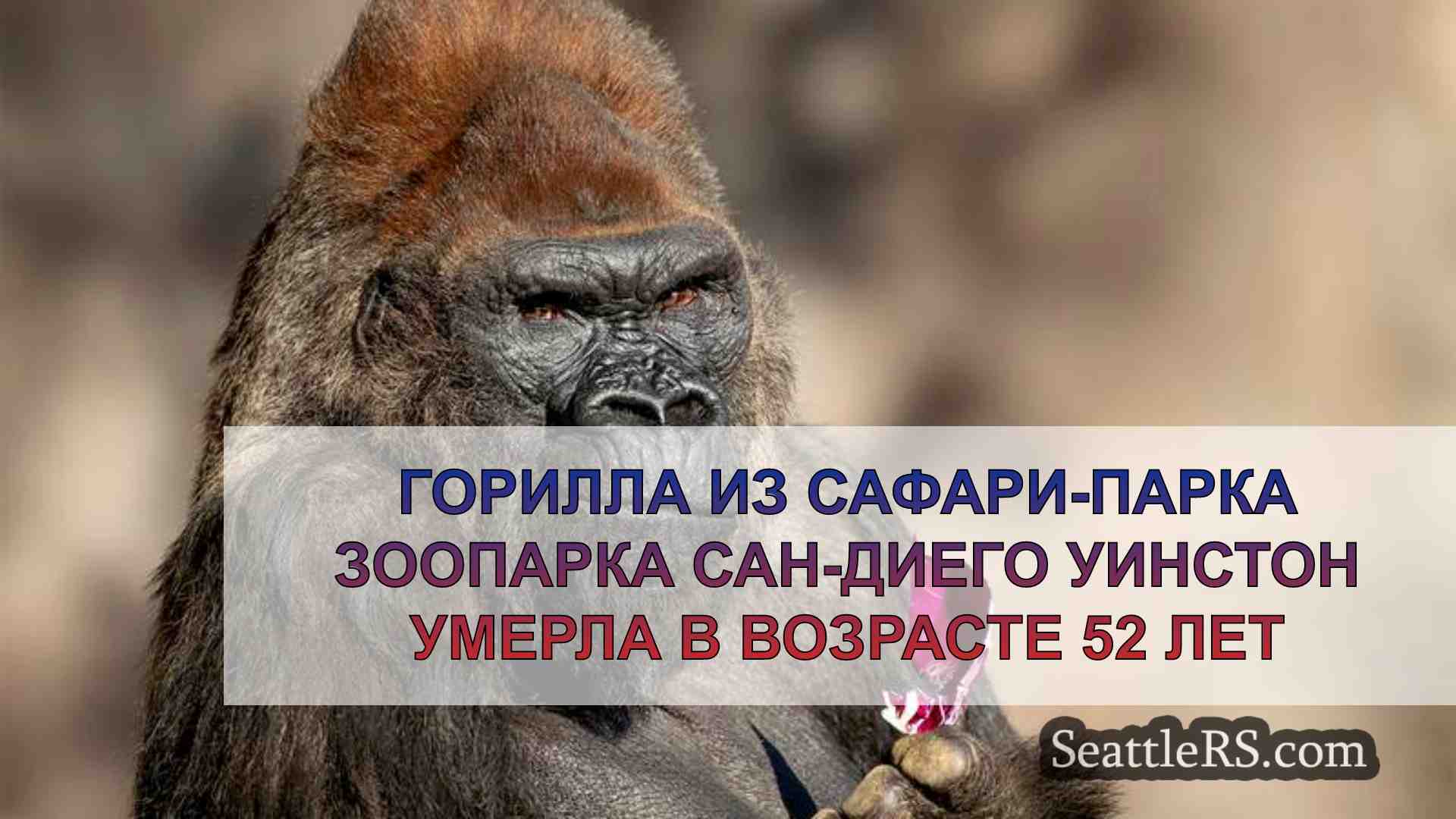 Горилла из сафари-парка зоопарка