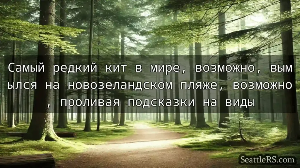 Сиэтл новости Самый редкий кит в мире, возможно,