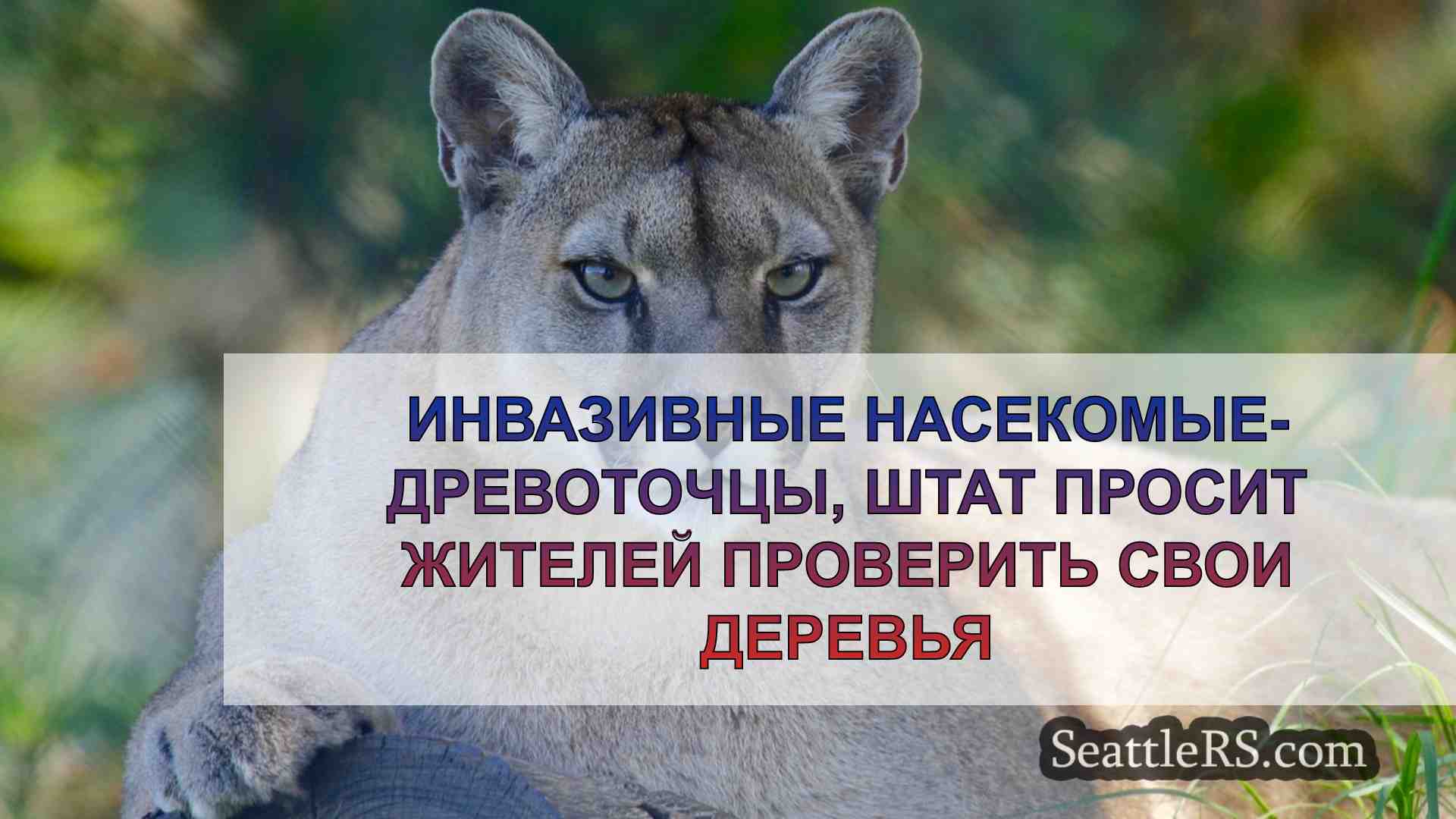 Новости Сиэтла SeattleRS