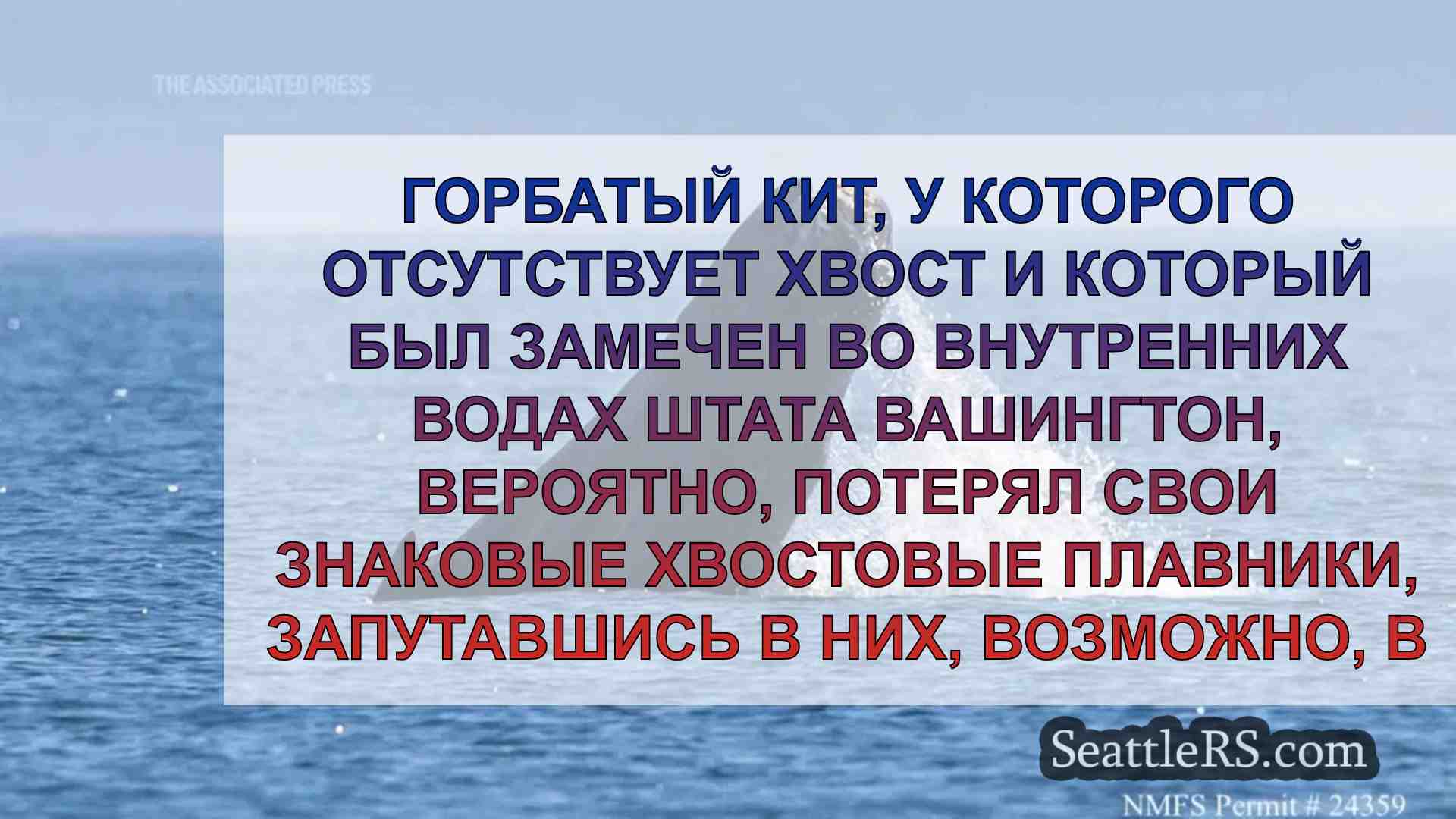 Горбатый кит с отсутствующим хвостом