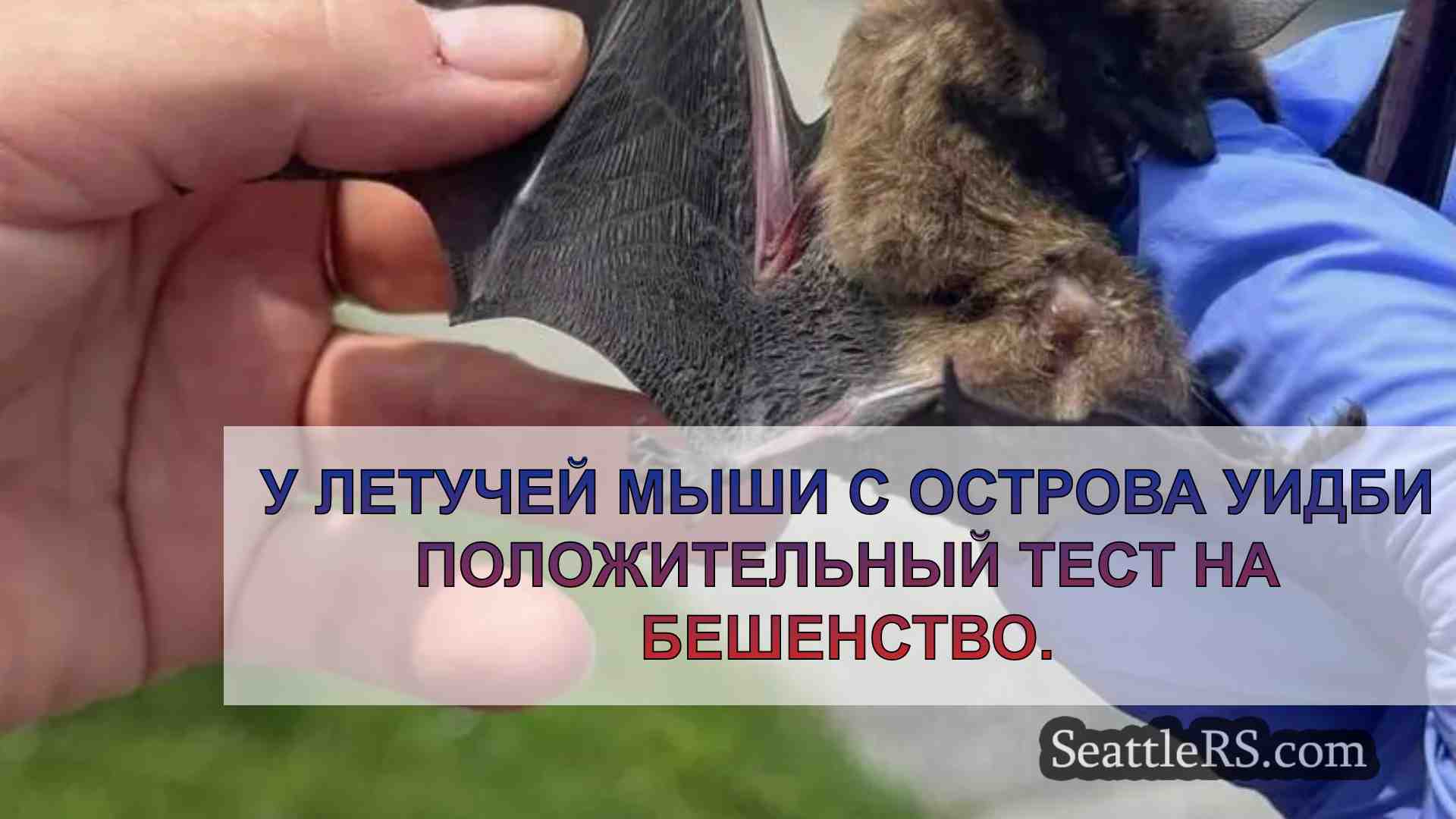 У летучей мыши с острова Уидби