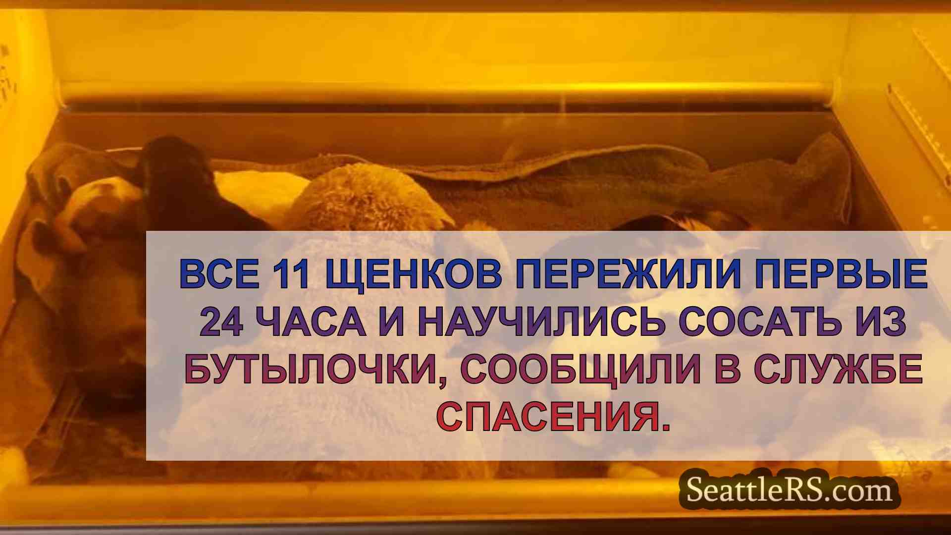 Спасатели Олимпии спасают 11