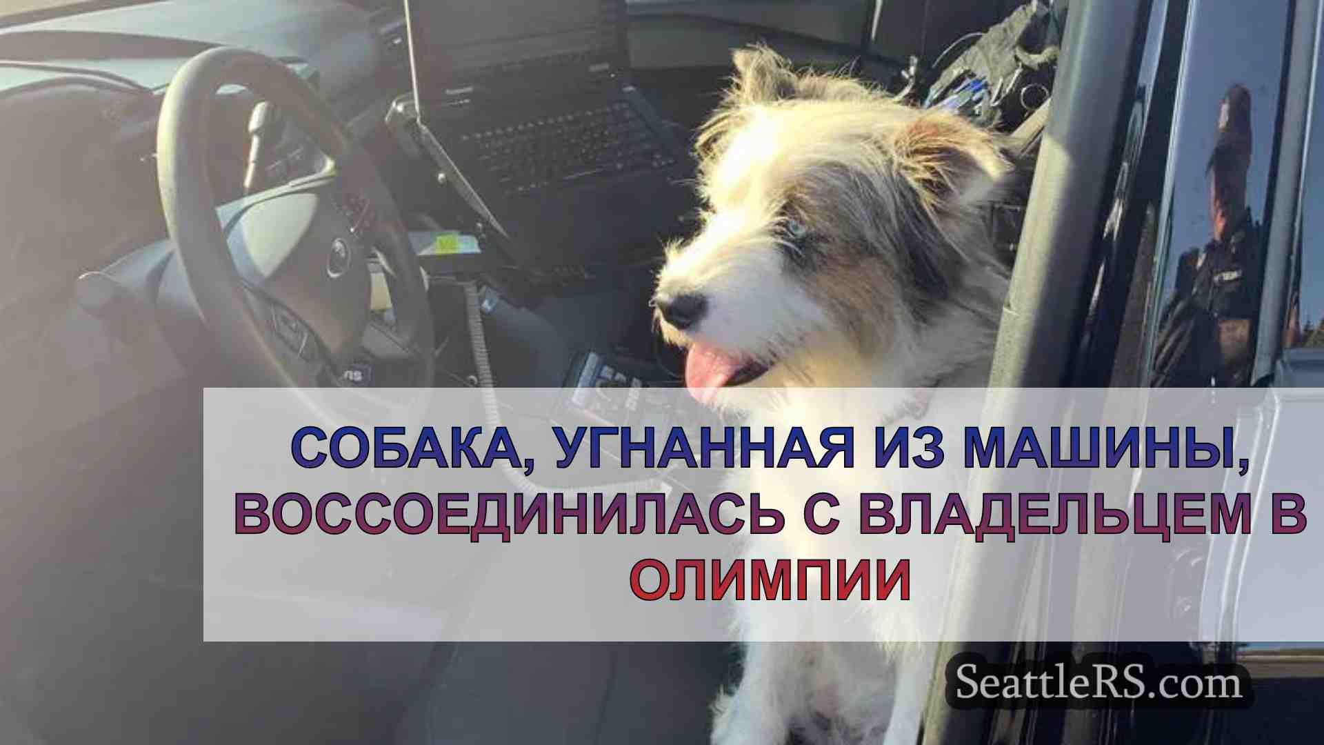 Собака, угнанная из машины,