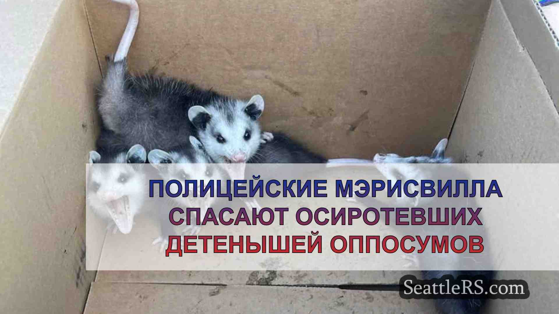 Полицейские Мэрисвилла спасают