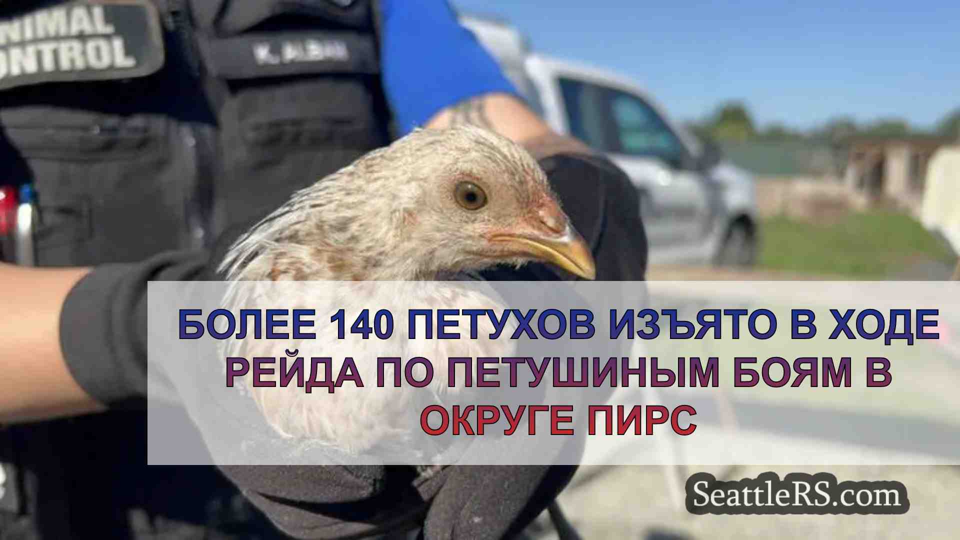 Более 140 петухов изъято в ходе рейда