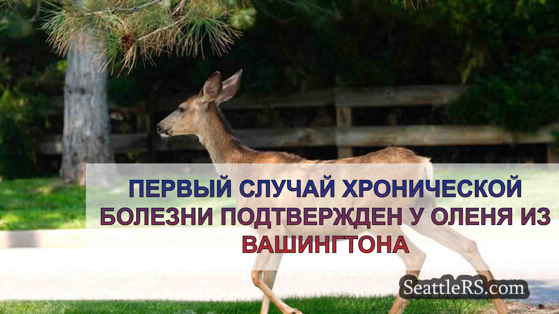 Первый случай хронической болезни