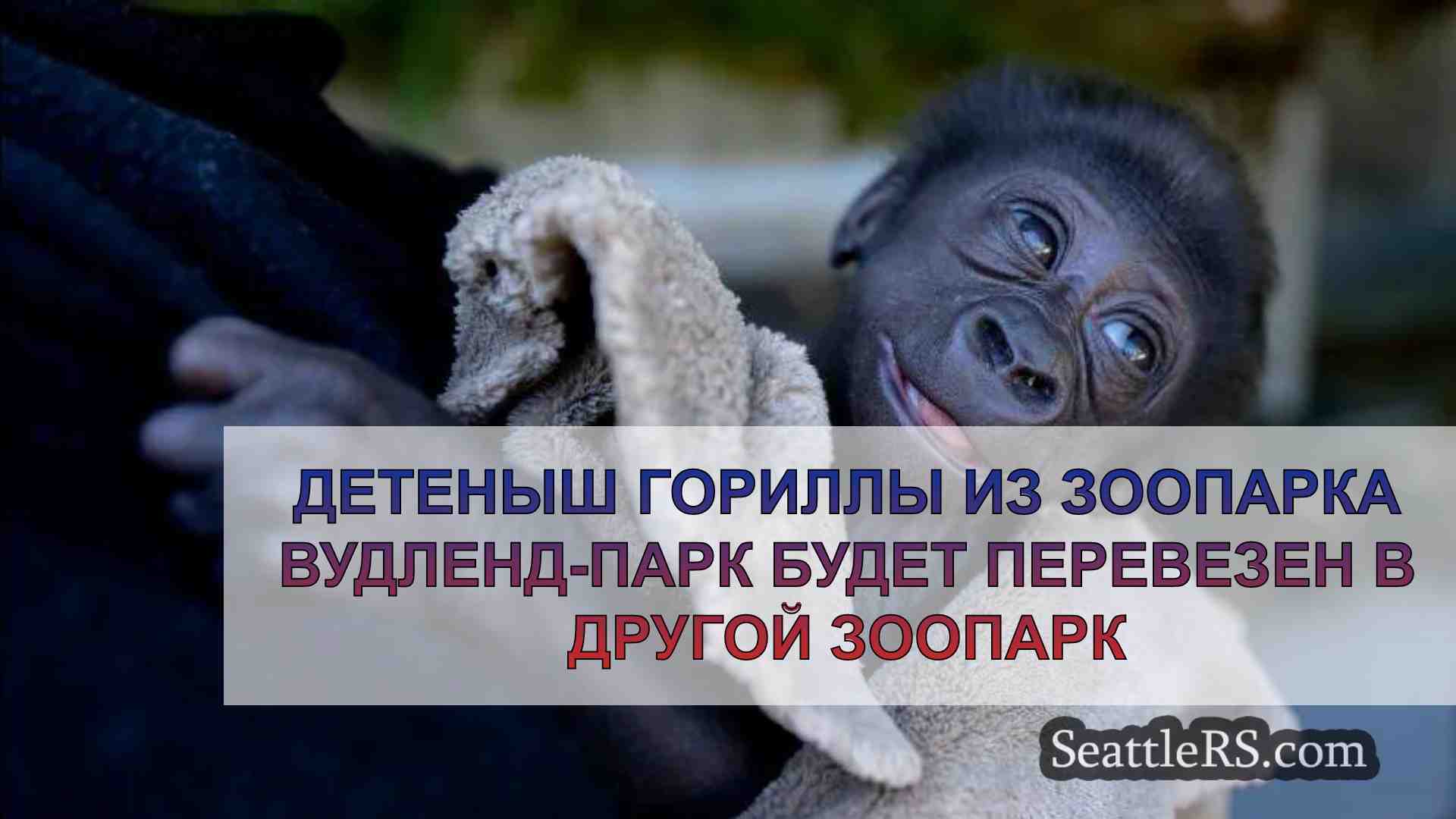 Детеныш гориллы из зоопарка