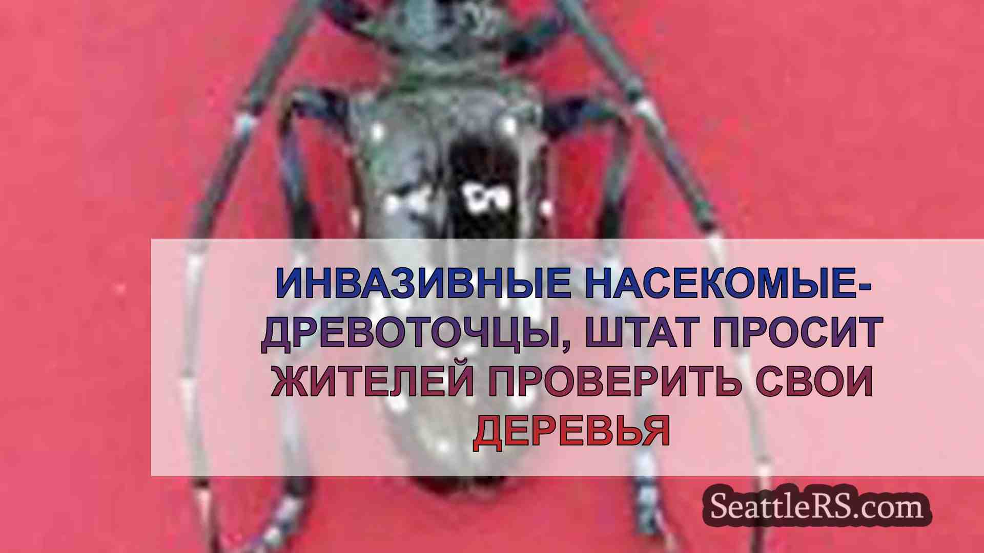 Инвазивные насекомые-древоточцы, штат