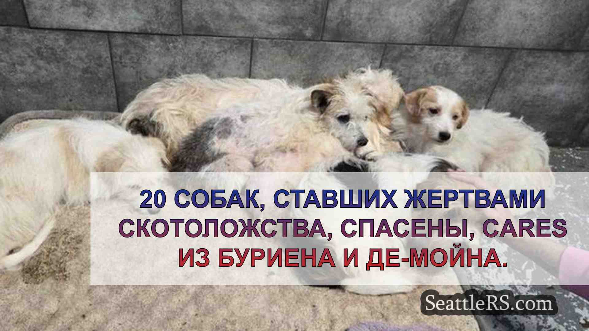 20 собак, ставших жертвами