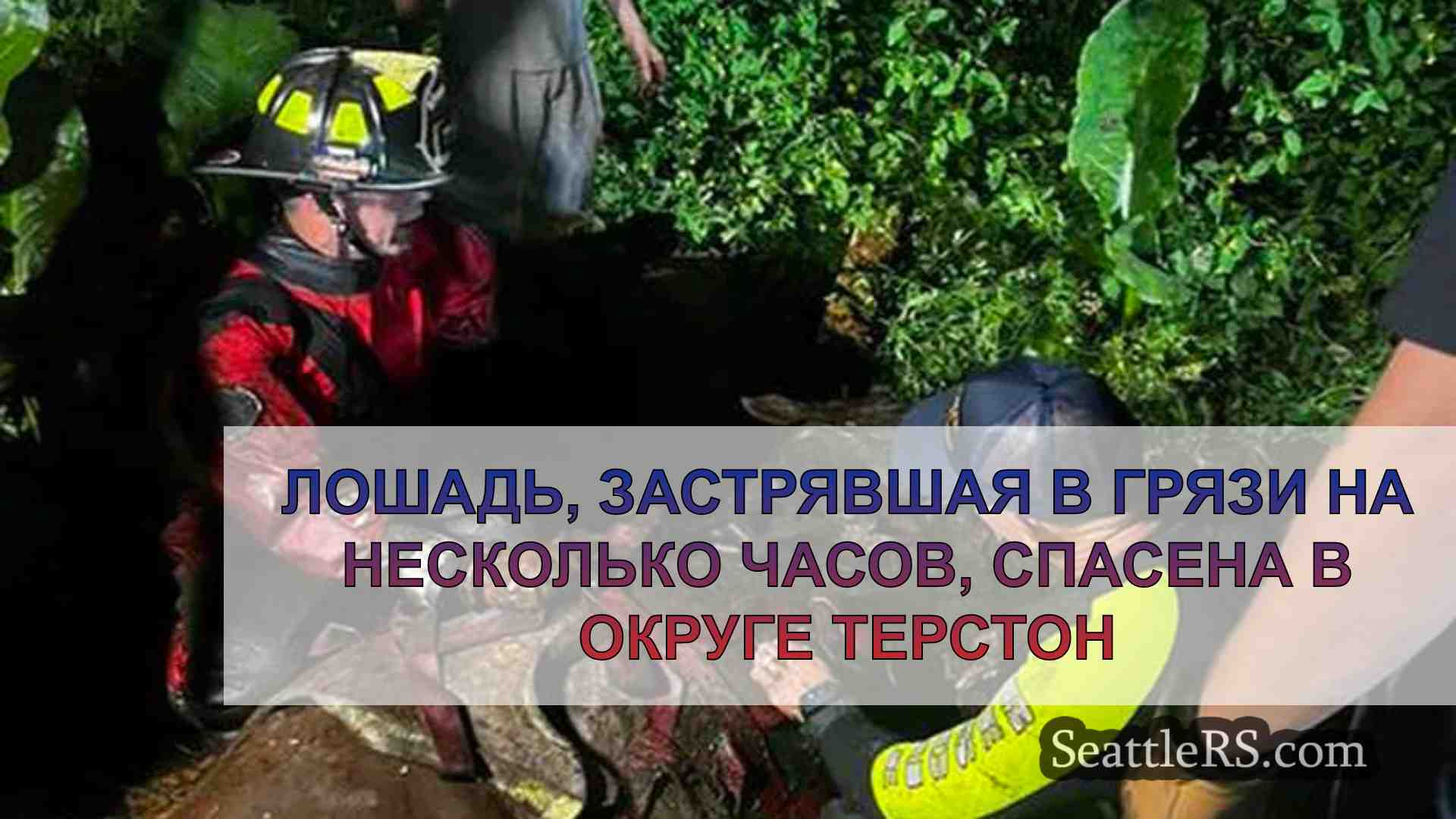 Лошадь, застрявшая в грязи на несколько