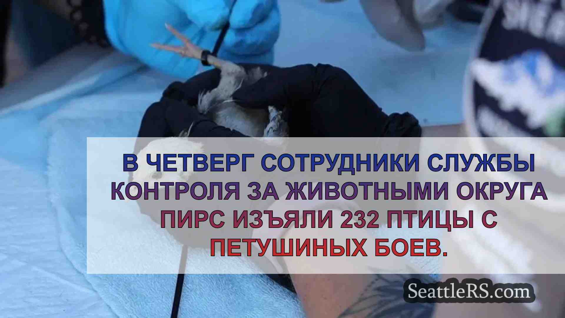 Изъято 232 птицы в ходе крупной