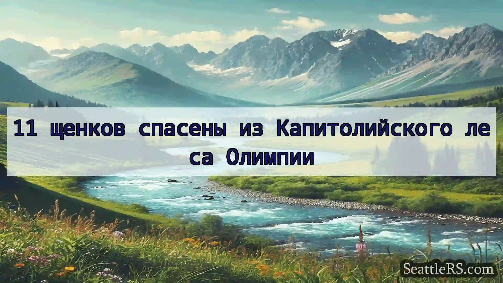 Сиэтл новости 11 щенков спасены из