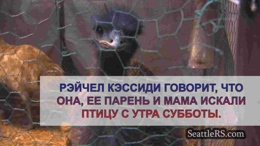Вы видели этого эму? Птица считается