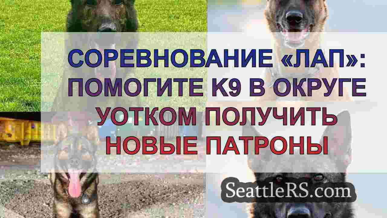 Соревнование «лап»: помогите собакам K9