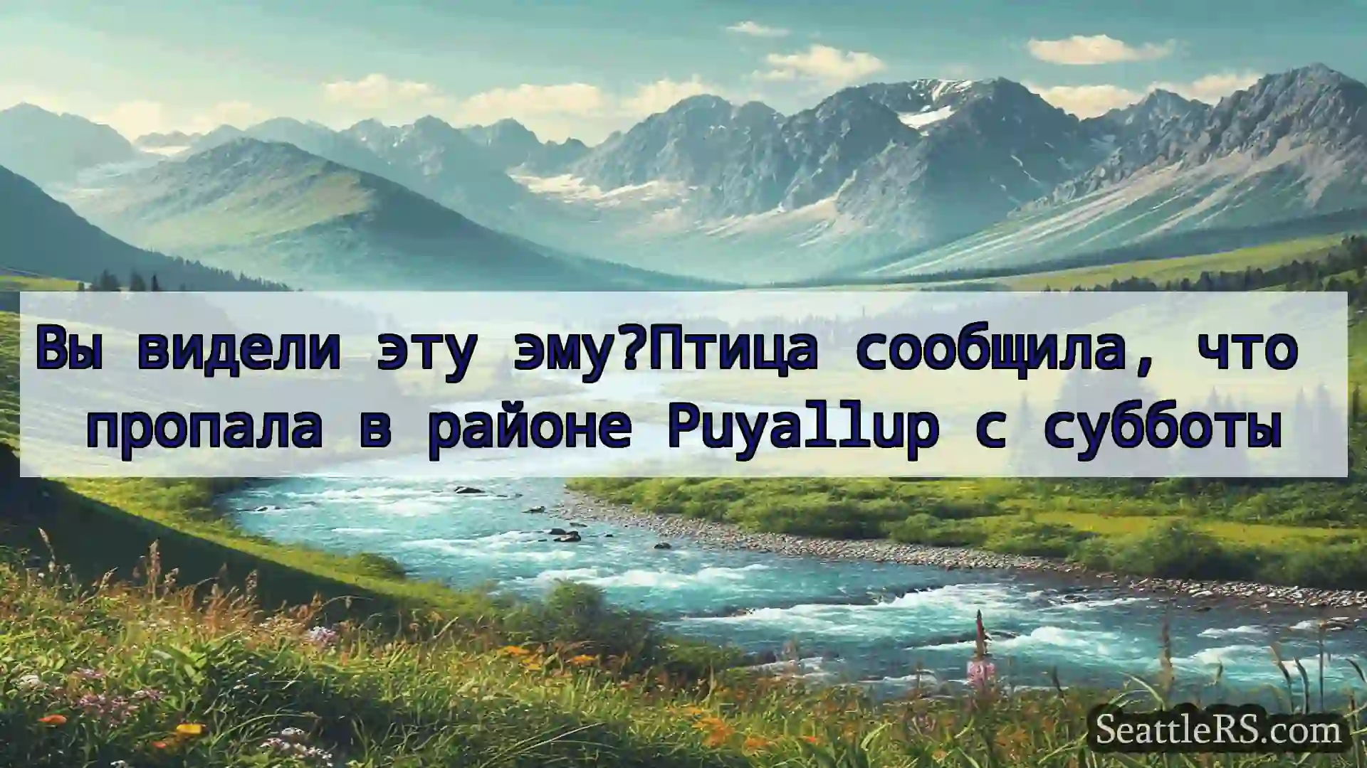 Сиэтл новости Вы видели эту эму?Птица сообщила,