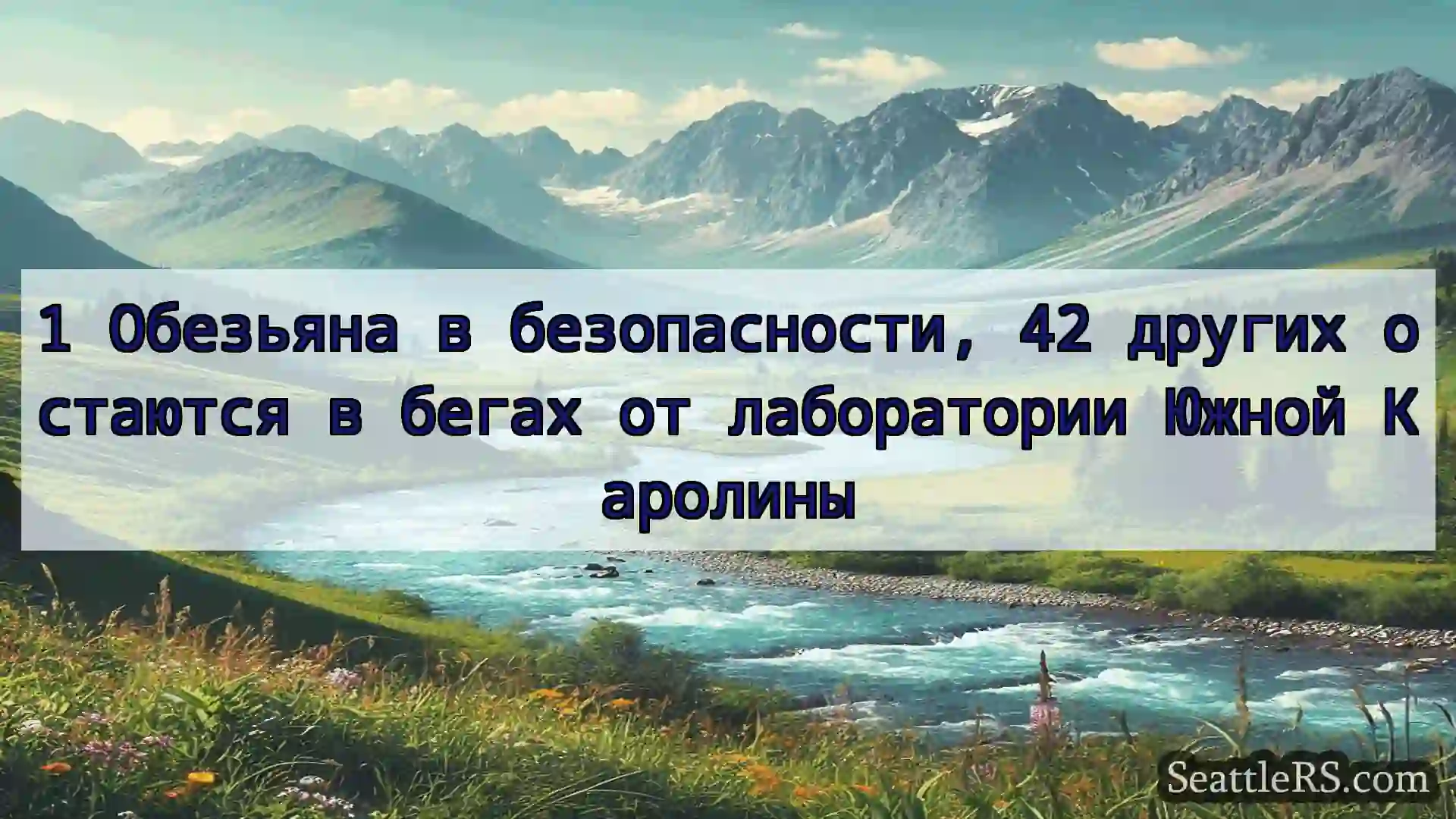 Сиэтл новости 1 Обезьяна в безопасности, 42