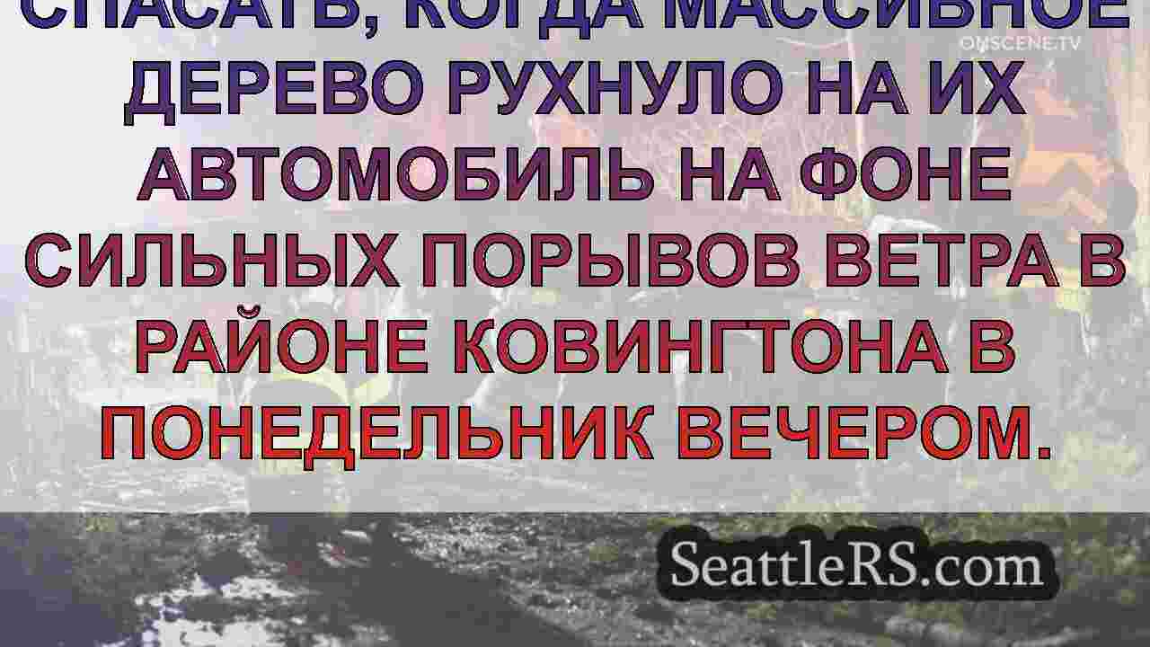 Огромное дерево упало на автомобиль в