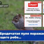 Бродячатая пуля поражает спящего ребе…