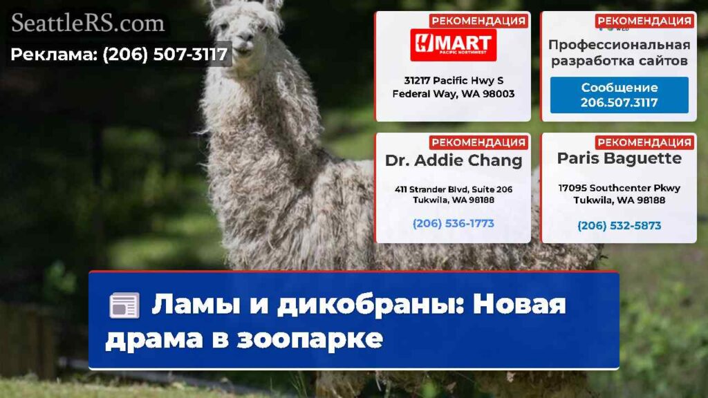 Ламы и дикобраны: Новая драма в зоопарке