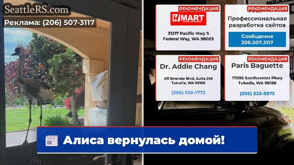 Алиса вернулась домой!