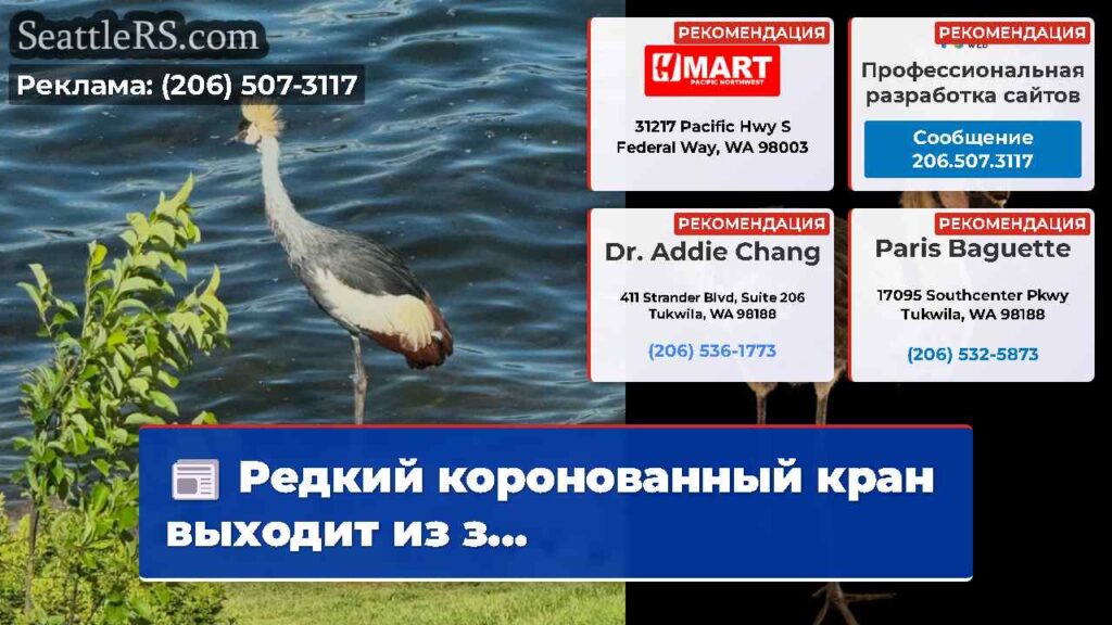 Редкий коронованный кран выходит из з...