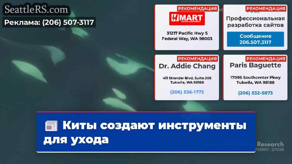 Киты создают инструменты для ухода