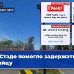 Стадо помогло задержать убийцу