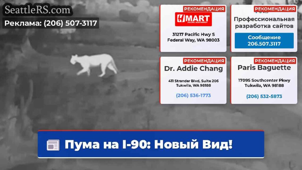 Пума на I-90: Новый Вид!