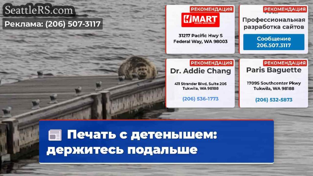 Печать с детенышем: держитесь подальше