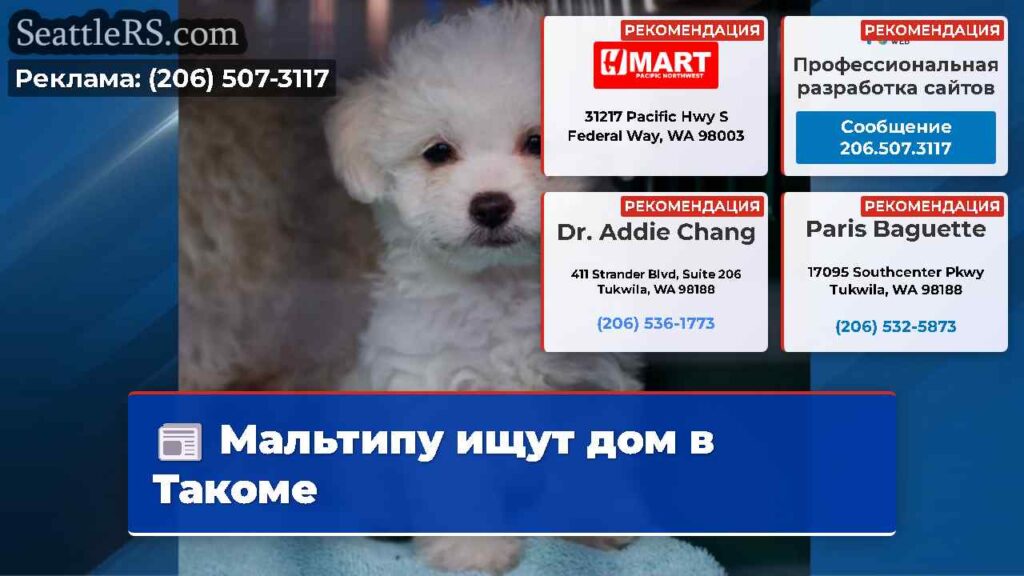 Мальтипу ищут дом в Такоме