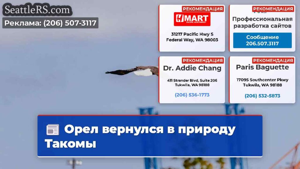 Орел вернулся в природу Такомы