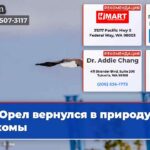 Орел вернулся в природу Такомы